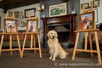 Meet Pierre the Heir - the prolific guide dog who's fathered 99 puppies in just over two years