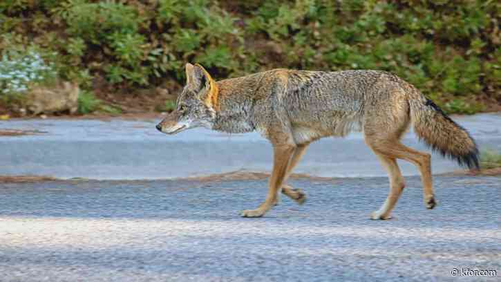 California woman discovers 'whole' coyote family living underneath her home 