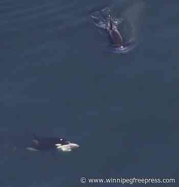 Large number of whale sightings off New England, including dozens of endangered sei whales