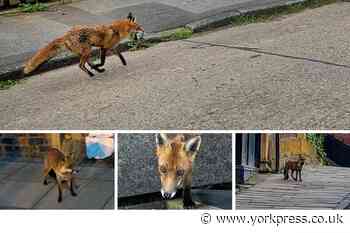 Photos of 'Fantastic Mr Fox' spotted all across York