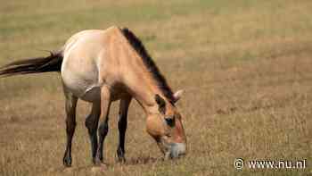 Met uitsterven bedreigd przewalskipaard na 200 jaar terug in Kazachstan