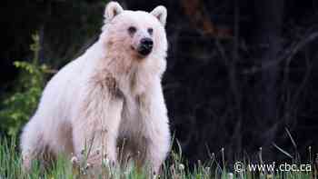 Mourning loss of beloved blond bear, wildlife advocates want more protection for the animals