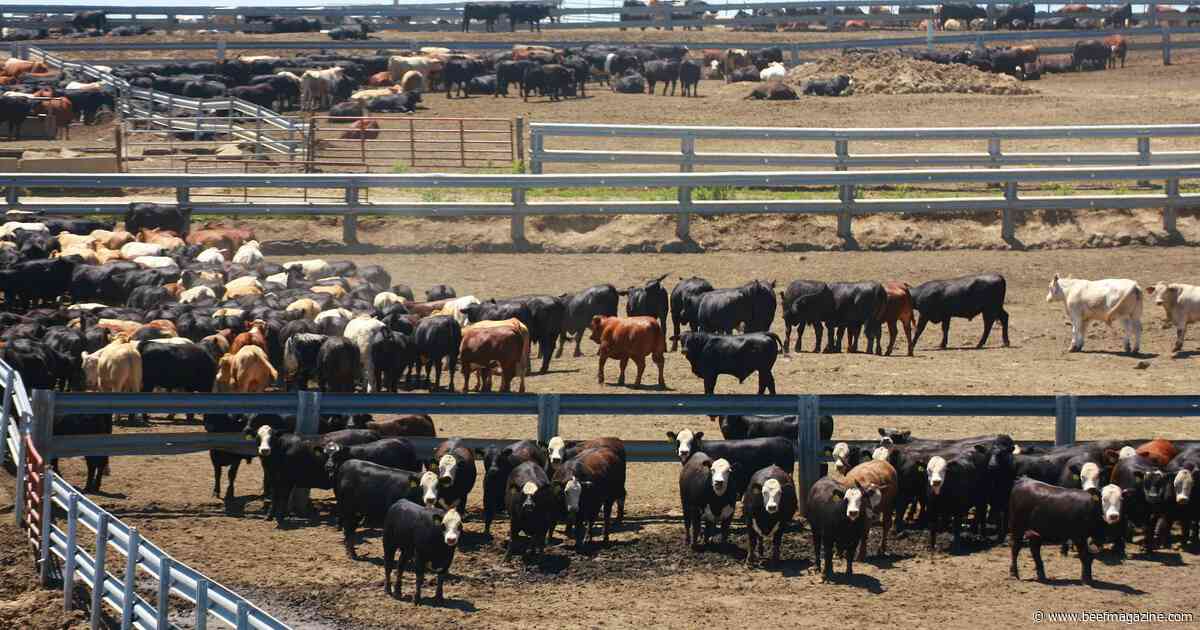 Cattle prices holding; production contracting
