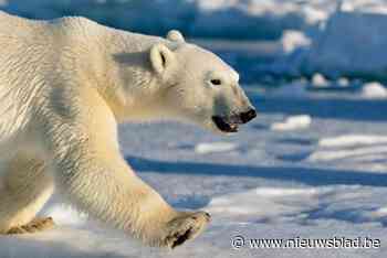Klimaatopwarming moet onder 2°C blijven om ijsberen te redden