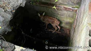 Firefighters rescue baby deer from well in Franklin