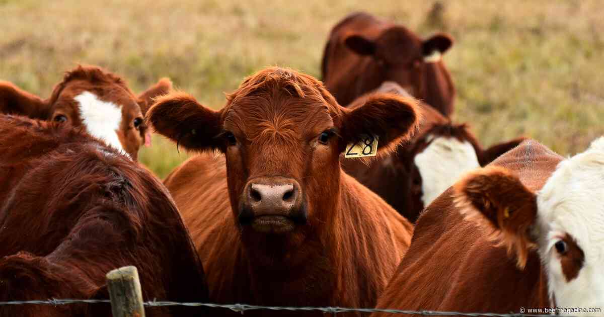 Packer margins improve on higher boxed beef prices