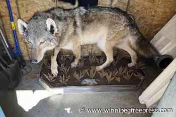 A gray wolf was killed in southern Michigan. Experts remain stumped about how it got there.