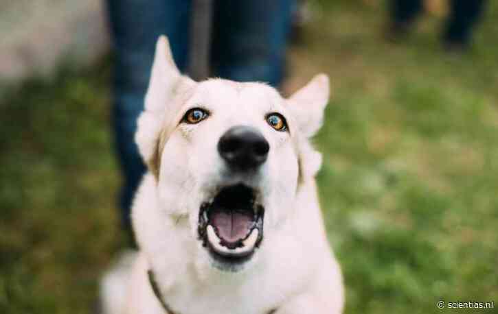 Altijd al willen weten wat een blaffende hond bedoelt? Wetenschappers beginnen het – met behulp van AI – te ontrafelen