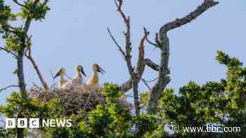Stork breeding programme has most successful year