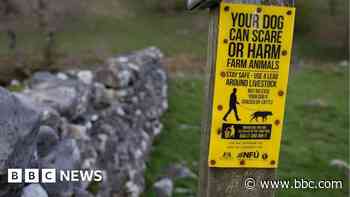 Farmers want action to tackle dog attacks on livestock