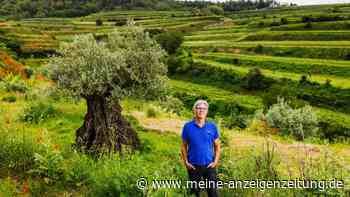Neuer Wirtschaftszweig durch Klimawandel – Olivenanbau in Deutschland