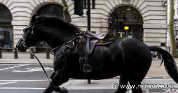 Runaway cavalry horse injured during London rampage gets starring role at major royal event