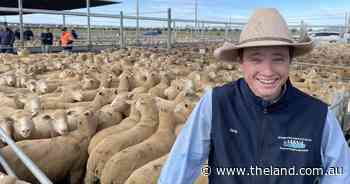 Fortnight of good fortune for NSW lamb market