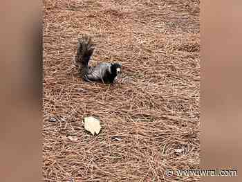 Odd-looking squirrels seen at the U.S. Open in Pinehurst are fox squirrels