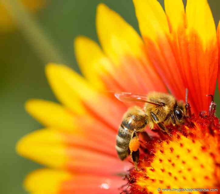 City invites residents to participate in this year’s Pollinator Week
