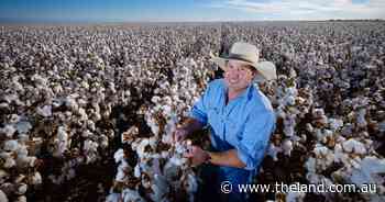 Exciting prospects for cotton at Hay, with plans for expansion