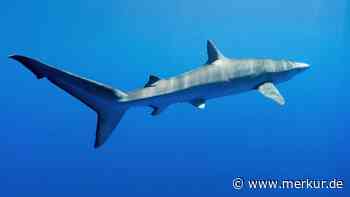 Spektakulärer Fund an Costa Blanca: Experten bergen den größten Hai des Mittelmeers