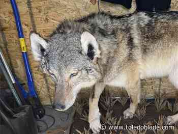 No charges in killing of gray wolf in southern Michigan, experts stumped how it got there
