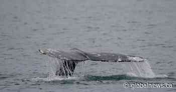Makah Tribe of Washington state granted approval to hunt grey whales again
