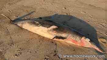 Rare beaked whale washes ashore on NJ beach