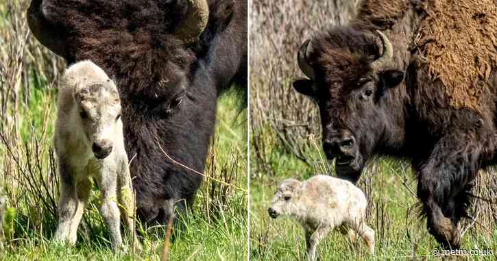 ‘Rare white buffalo birth’ fulfills prophecy akin to Second Coming