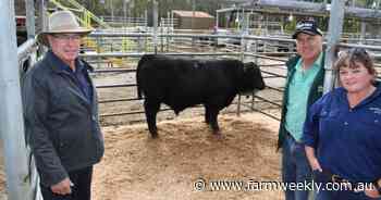 Beef heifers make 338c/kg at Boyanup