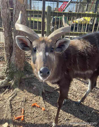 Antelope at Tennessee Zoo dies from choking on squeezable pouch