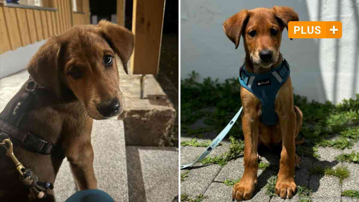 Hundewelpen über Zaun geworfen: Tierschützer erstatten Anzeige