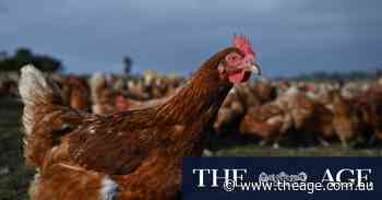 Free-range farmers who care about their chickens face calamity