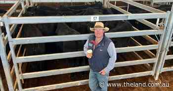 Its weight that pays as 440kg steers top at 385c/kg at Inverell sale