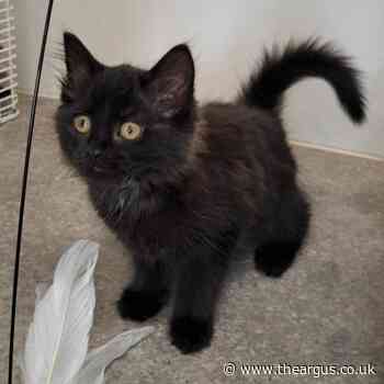 Worthing three-month-old kittens looking for forever home