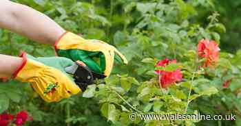 Experts explain how to prune roses for 'abundance of flowers'