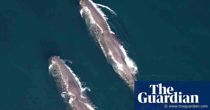 Unexpected number of whales currently swimming off the coast of New England