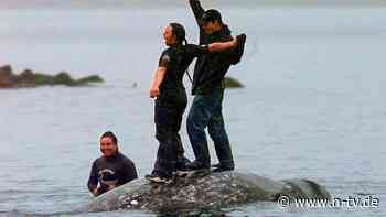 25 Tiere in 10 Jahren erlaubt: Ureinwohner von Washington dürfen wieder Grauwale jagen