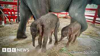 Rare twin elephants born in Thailand 'miracle'