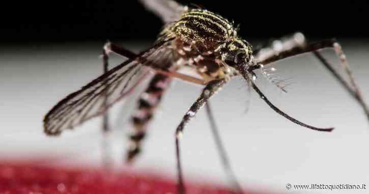 Febbre Oropouche, in Veneto il primo caso europeo: il virus dell’Amazzonia viene trasmesso dalle punture di insetti