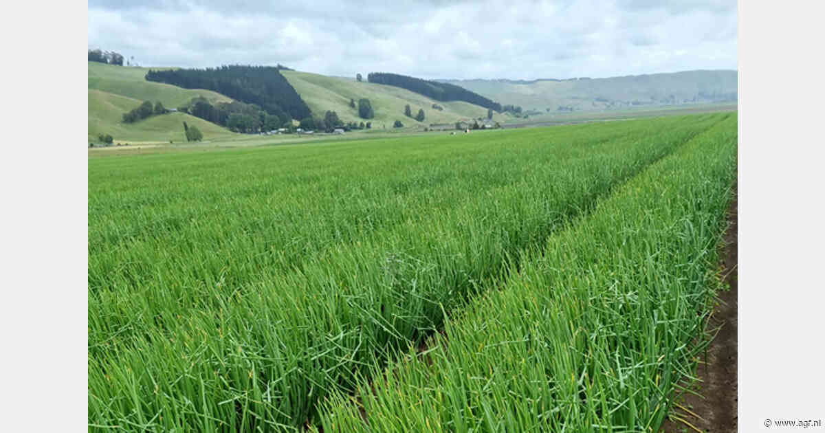 "Minder ruimte voor Nieuw-Zeeland door groot aanbod oude oogst Nederlandse en overige Europese uien"