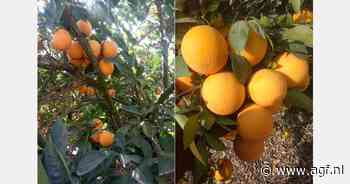 Egyptische telers laten sinaasappelen aan de boom hangen