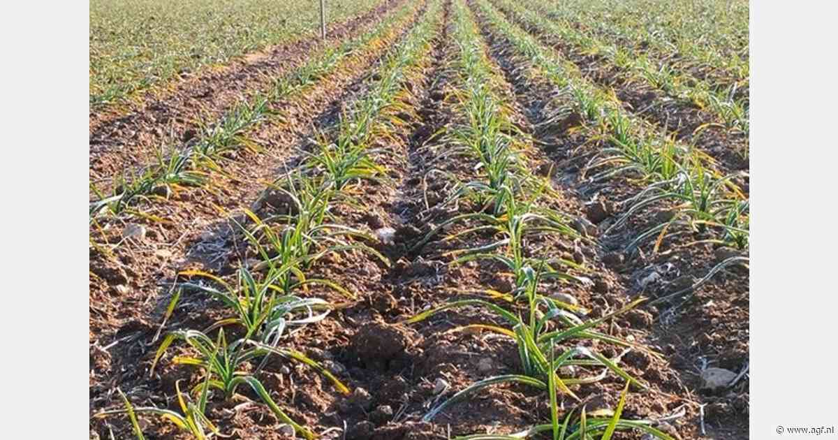 Regen geen spelbreker in knoflookteelt Albacete door vroege oogst