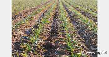 Regen geen spelbreker in knoflookteelt Albacete door vroege oogst
