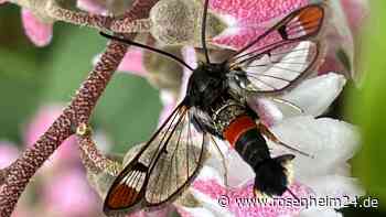 Rätselhaftes Insekt in Bad Aibling entdeckt: Leser sind sich einig
