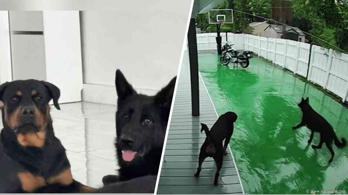 Couple demands answers from FPL after dogs die electrocuted in North Miami backyard