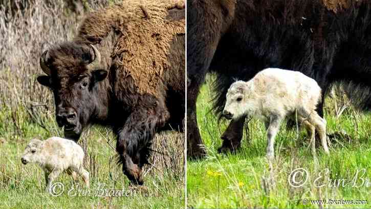 Montana photographer captures 'mind-blowing' images of rare white bison reportedly born at Yellowstone