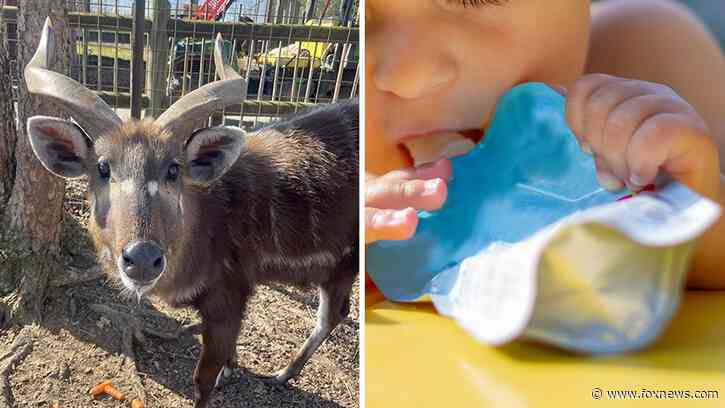 Rare antelope dies at Tennessee zoo after choking on cap of discarded baby food pouch