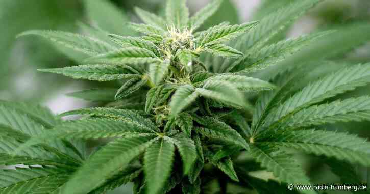 Strengere Regeln für Cannabis-Anbauvereine