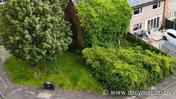 Shear madness! House swallowed by hedging on sale for £45,000 (and wait until you see inside!)