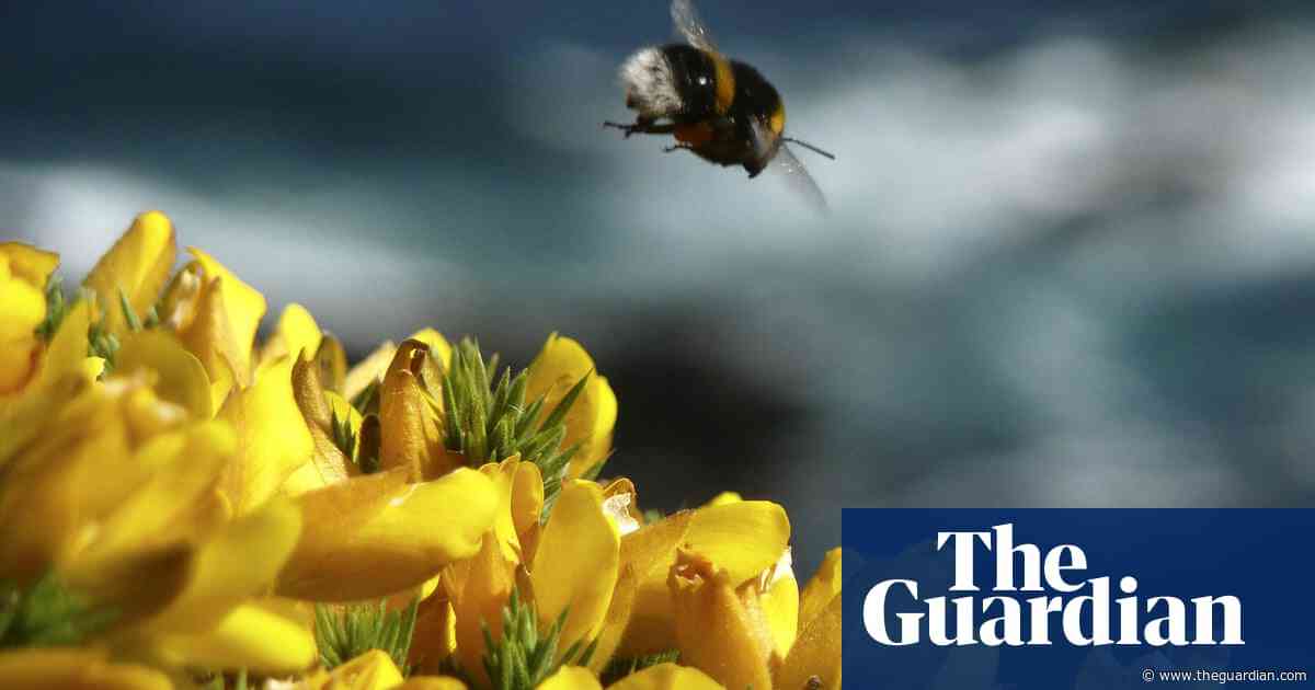Wildlife experts urge action on pesticides as UK insect populations plummet