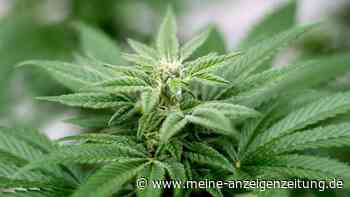 Strengere Regeln für Cannabis-Anbauvereine