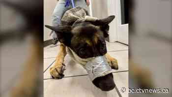 Suffering dog with mouth duct-taped in 'homemade muzzle' surrendered to B.C. SPCA