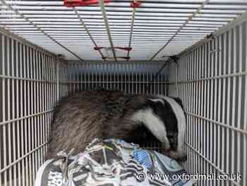 Badger rescued from Oxford shop as RSPCA calls for help